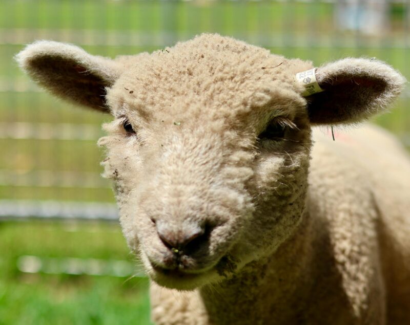 Babydoll cross Sheep called Bandit