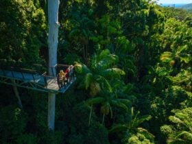 Tamborine Rainforest Skywalk