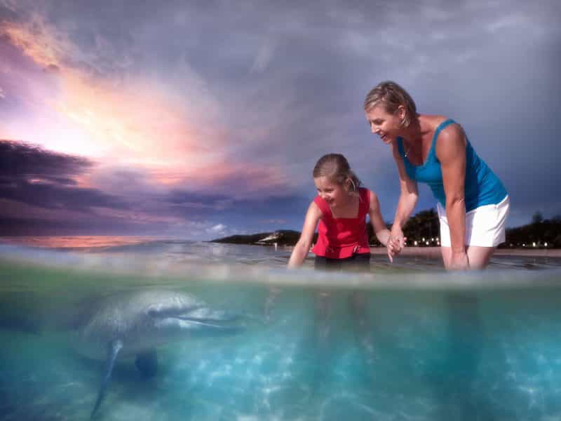 Tangalooma Wild Dolphin Feeding