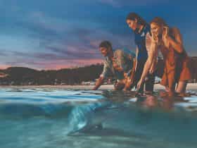 Feed Wild Dolphins at Tangalooma Island Resort. Official guests of the resort only. Conditions apply
