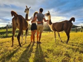 Guided llama walk.