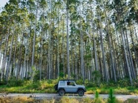 Car driving through Toolara State Forest
