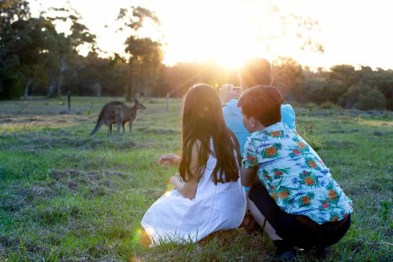Toorbul Beach kangaroos near Bribie Island Visit Moreton Bay Region
