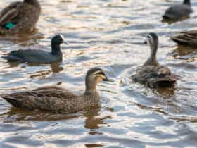 Toowoomba Waterbird Habitiat