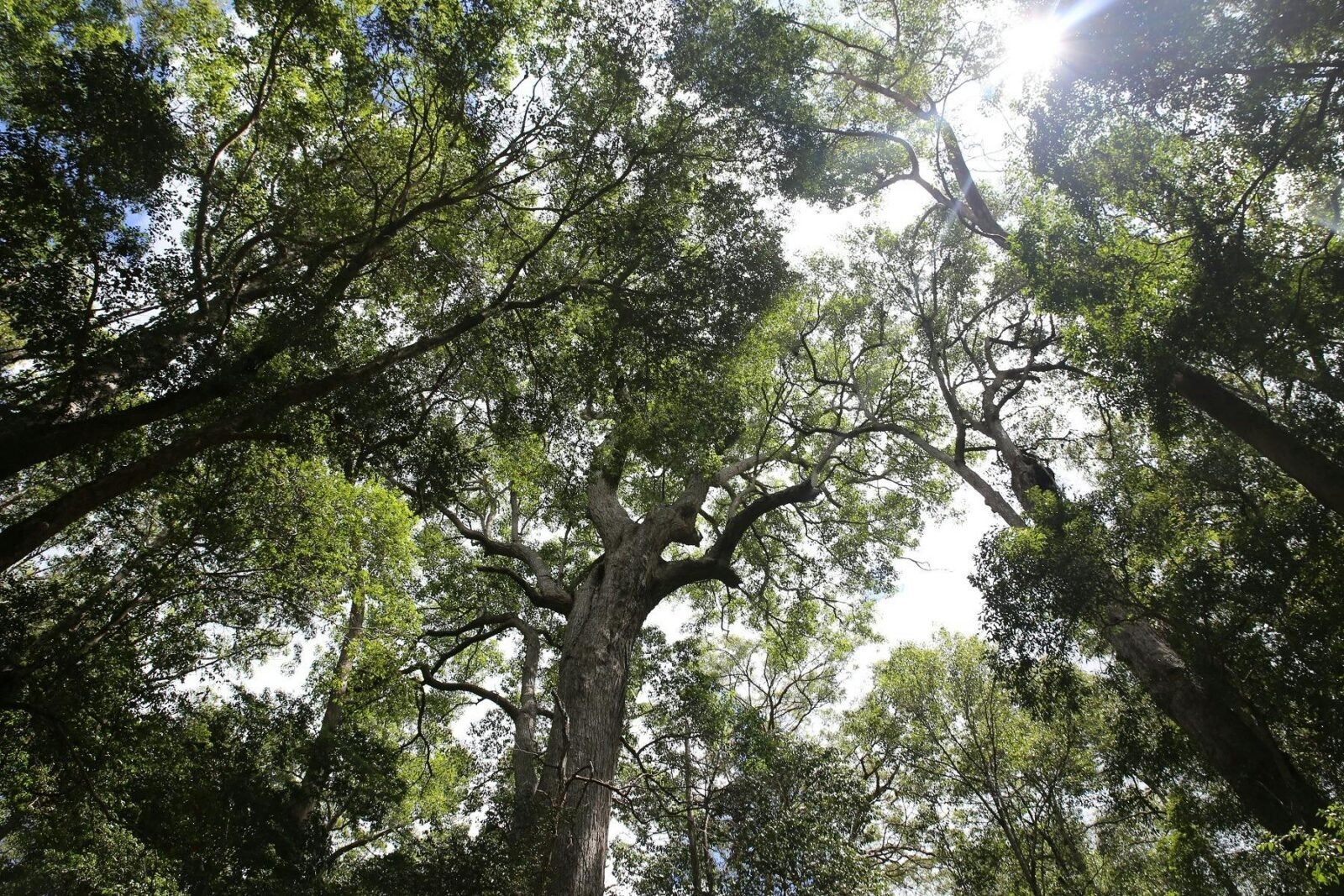 photo looking up through rainforest canopy