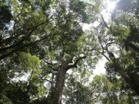 photo looking up through rainforest canopy