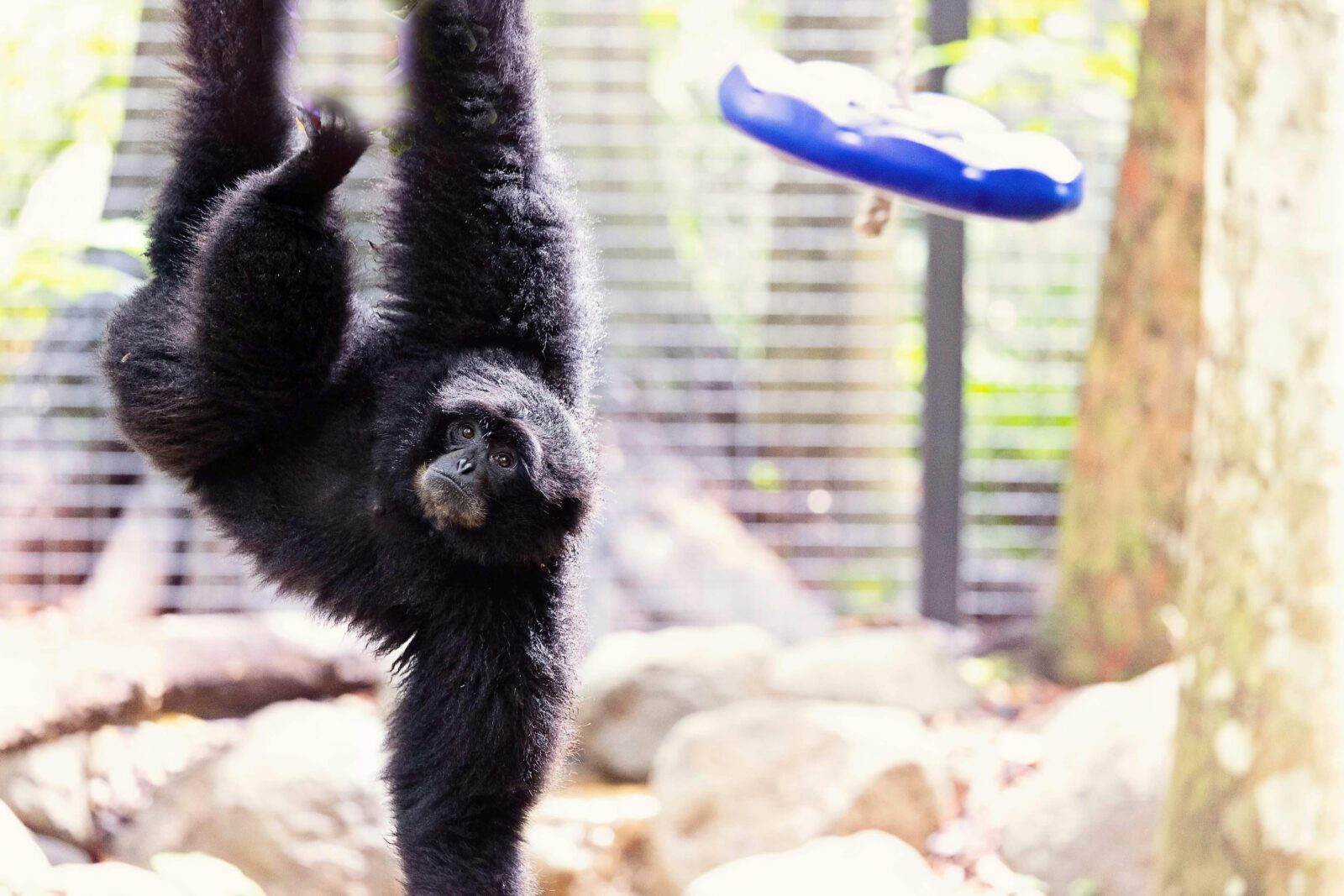 Siamang