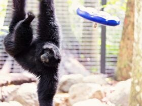 Siamang