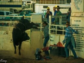 Adavale rodeo, gymkhana and campdraft