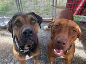 Rescue Dogs