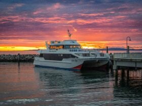 Brisbane Whale Watching