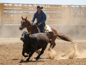 campdraft