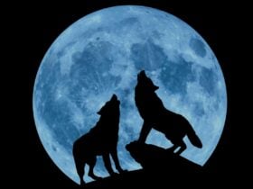 Wolfes Howling at the Moon