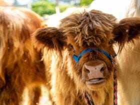 Highland cow calf with blue harness looking directly at the camera