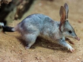 Bilby