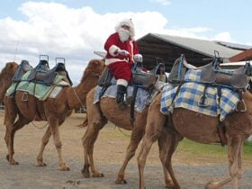Christmas Markets at Summer Land Camels