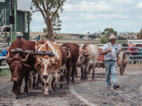 Bullock Team at Darling Downs Heavy Horse Festival