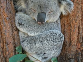 Koala in a tree fork