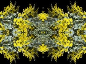 Artwork photograph of wattle