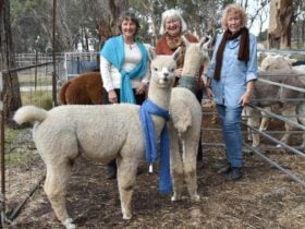 Alpaca Wool creates beautiful wearable art like scarves