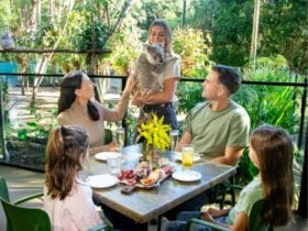 Grazy Arvo with Koalas Currumbin