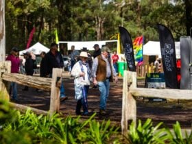 people walking in the park with majestic blue gums and festival stalls and decorations