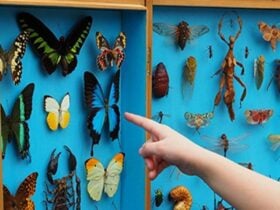 INSECT