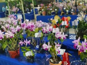 Many flowering orchids on a table