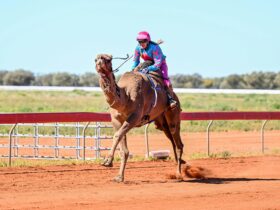 Jundah Camel Races 2025