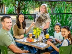 Koala Breakfast Currumbin