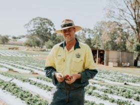Farmer Adrian in the Strawberry Fields