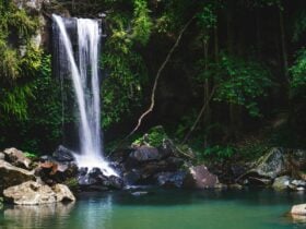 Curtis Falls cascading into a rainforest pool at Tamborine Mountain in Queensland, surrounded by lus