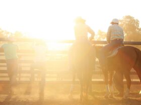 Campdraft