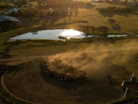Outback Queensland Cattle Drive