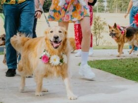 A golden retriever dog wearing flowers with other dogs walking in the back