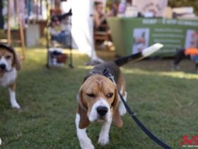 PuppyPalooza