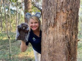 Ranger Stacey with a echidna puppet, peeking out from behind a tree.