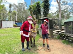 Santa and a farm team member with a llama wearing tinsel at White Ridge Farm Christmas event.