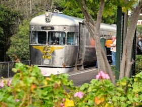 Mary Valley Rattler - Silver Bullet High Tea Experience