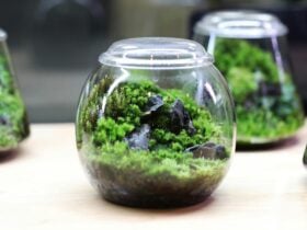 Close-up of a terrarium ecosystem inside a glass-cylindrical jar.