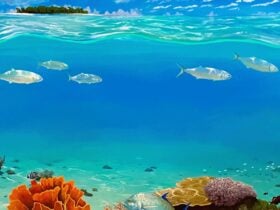 realistic painting of underwater scene with fish and coral