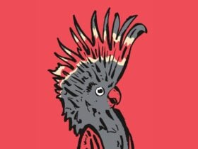 Picture of a Cockatoo