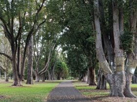 An veneue with trees, Camphor Laurels,both sides