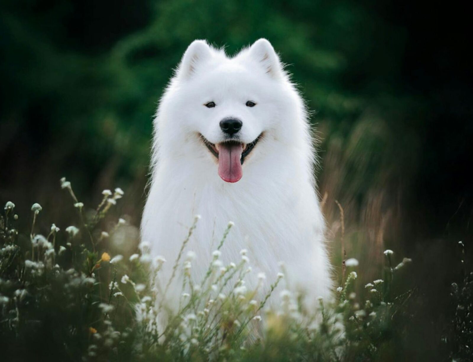 Top Dog Film Festival 2026