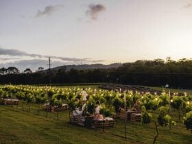 Twilight in the Vines
