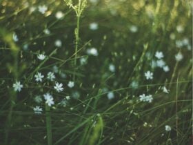 image of A meadow of wildflowers