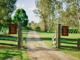 dingo creek vinyardrd