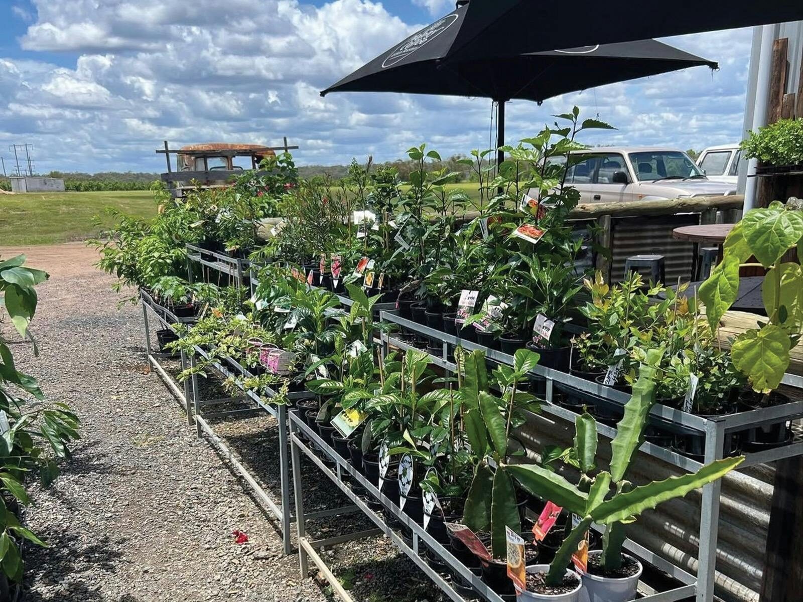 Fruit trees in the nursery