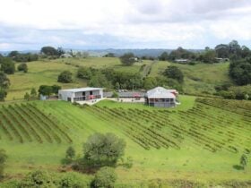 Montville vineyard, Sunshine Coast, Queensland, scenery, amazing view, wine, cellar door, restaurant