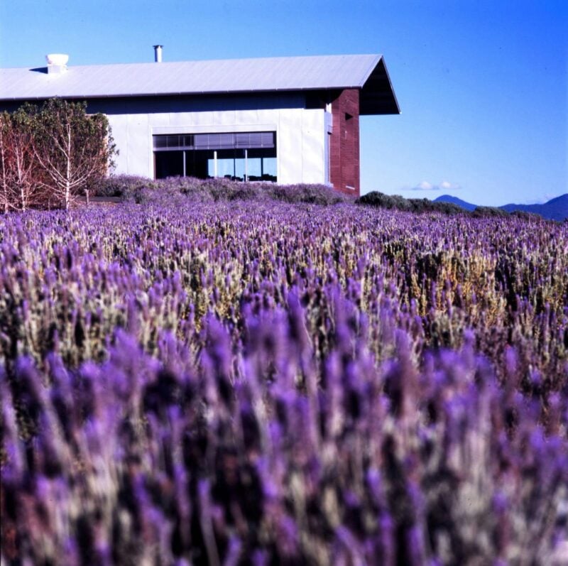 Our restaruant is surrounded in a field of lavender during the winter months.
